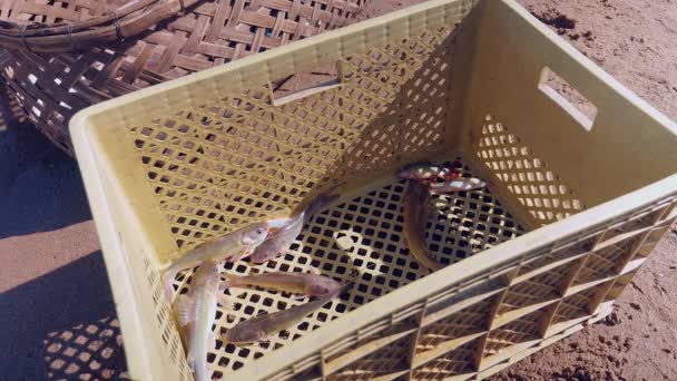 Close-up into a plastic crate holding few fishes — Stock Video