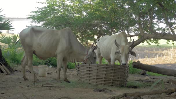 Vaches blanches attachées dans une cour de ferme mangeant de l'herbe d'un grand panier de bambou 