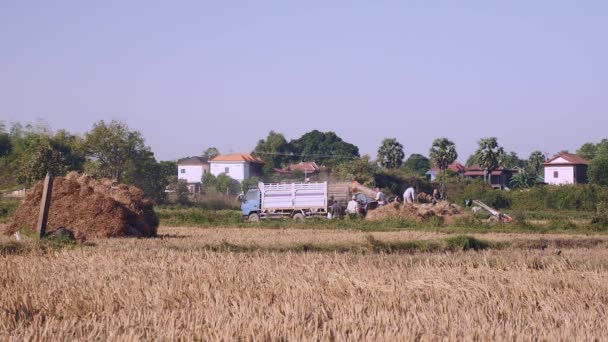 Фермеры молотят рис с машиной прямо в грузовике — стоковое видео