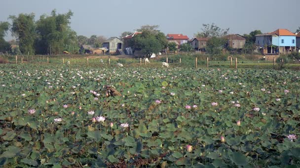 Agricultor caminando por un campo de loto y recogiendo flores de loto — Vídeos de Stock