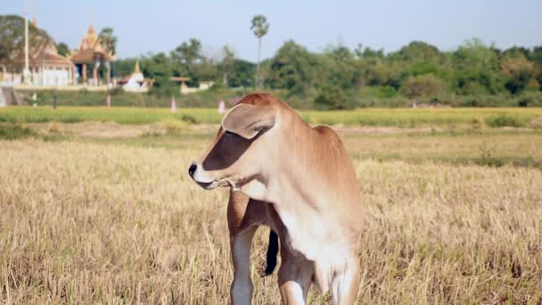 Primer plano extremo en un ternero de vaca marrón de pie en un arrozal seco — Vídeo de stock