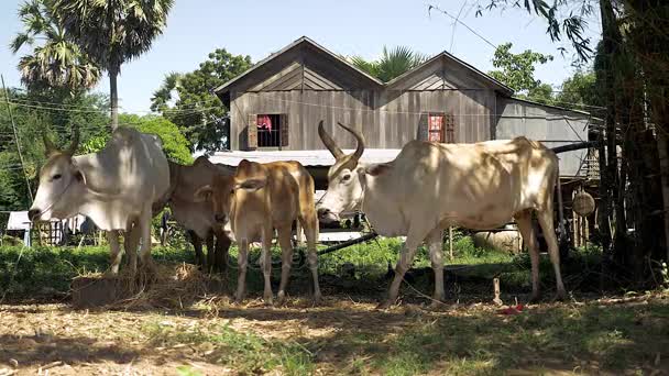Λευκό και καφέ αγελάδες και δαμαλίδες που στέκεται κάτω από τη σκιά των δέντρων, δεμένο στον προαύλιο χώρο αγροκτήματος — Αρχείο Βίντεο