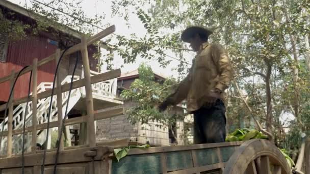 Farmer in piedi sul suo carrello di legno e prendendo foglie di tabacco raccolte dal suo carrello di legno — Video Stock