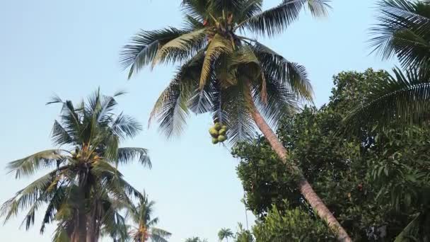 Blick von unten nach unten von einer Palme mit einem Mann, der einen Strauß Kokosnüsse mit einem Seil in einen Garten bringt — Stockvideo