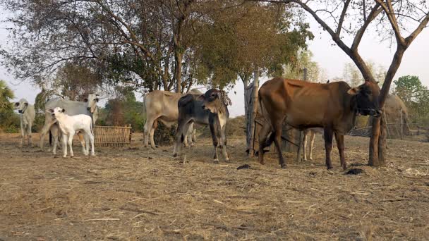 Vacas brancas e castanhas, vitelos e novilhas em pé no quintal — Vídeo de Stock
