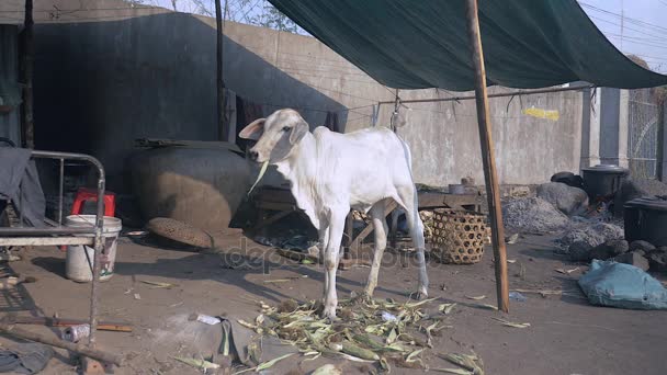 Молодая корова ест кукурузную шелуху на улице. Кукурузные початки, кипящие в большой кастрюле над открытым камином в качестве фона — стоковое видео