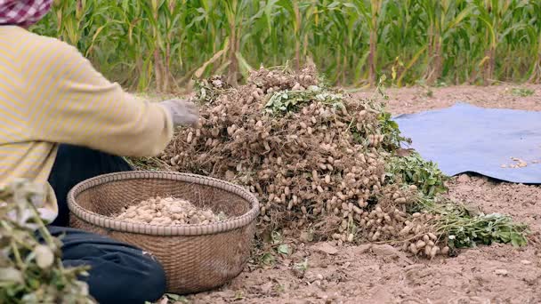 Zemědělec, který sedí v terénu a vytahuje oříšky ze sklizených rostlin a udržuje jej v bambusových košících — Stock video