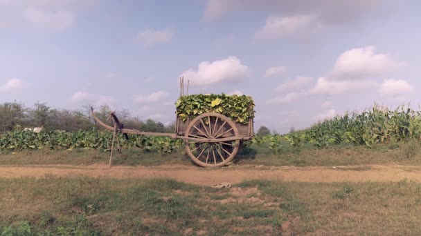 Carro de madera cargado con hojas de tabaco cosechadas mantenidas horizontalmente en el camino rural — Vídeos de Stock