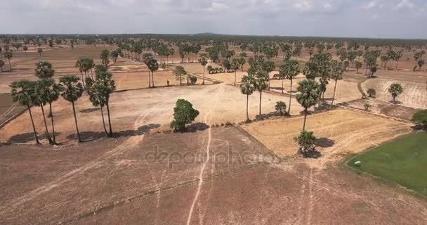空中无人机射击: 低空飞行在糖棕榈树之上在领域 — 图库视频影像
