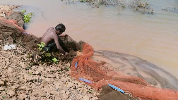 Pescador recogiendo peces capturados en una red extendida en aguas poco profundas del río — Vídeo de stock