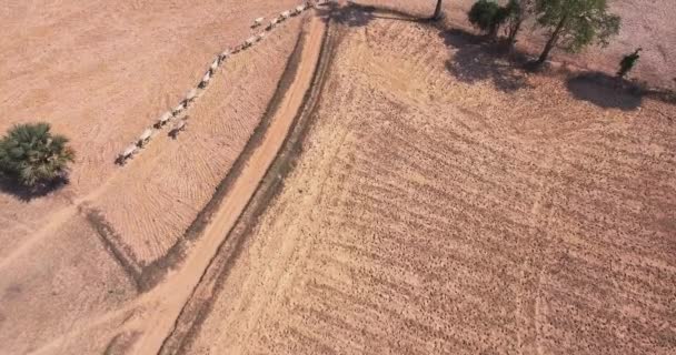 Drone megtekintése: alacsony marhacsorda séta nyomvonal kis föld fölött repül — Stock videók