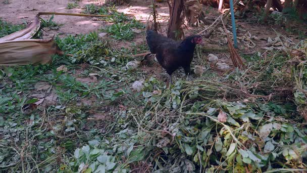 Gallina e pulcini beccare da piante di arachidi a terra (primo piano  ) — Video Stock