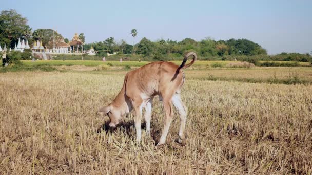 Vaca-bezerro marrom pastando em um campo de arrozal seco — Vídeo de Stock