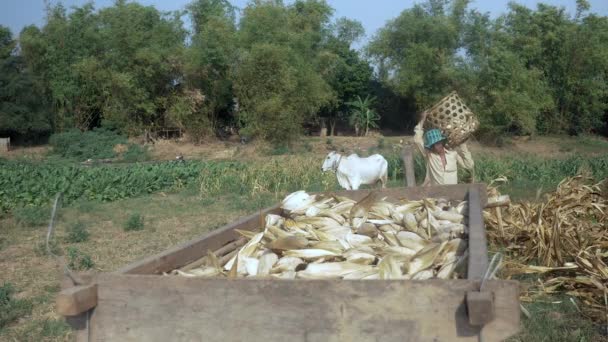 Αγρότης εκφόρτωση συγκομιδή καλαμποκιού από το καλάθι μπαμπού σε ξύλινο καλάθι στην άκρη του πεδίου (κοντινό πλάνο ) — Αρχείο Βίντεο