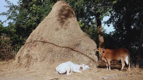 Vache brune mangeant du foin et vache blanche allongée au pied d'une grande meule de foin 