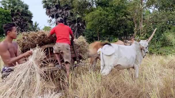 Agricultores carregando palha de arroz em um carrinho de boi em um campo de feno (close-up ) — Vídeo de Stock