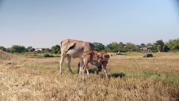 Vaca marrom e bezerro pastando em um campo — Vídeo de Stock