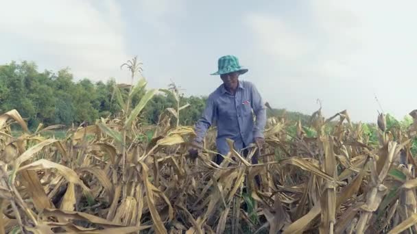 Bonde plocka majs för hand och använder en bambu korg för att ha det (närbild ) — Stockvideo