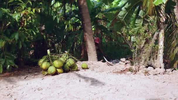 Vendedor de coco poniendo racimos de cocos juntos — Vídeos de Stock