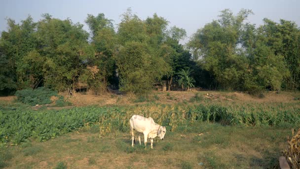 Vache blanche agenouillée pour paître dans un champ — Video