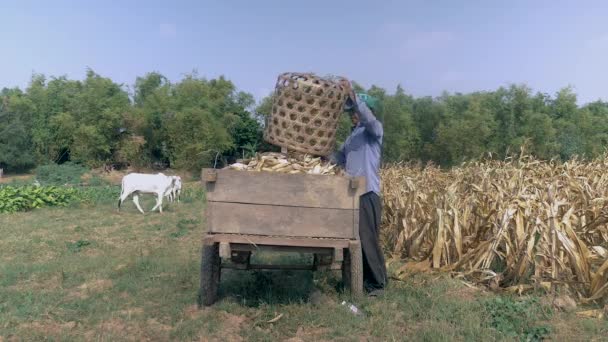 Αγρότης εκφόρτωσης καλαμπόκι συγκομιδή από καλάθι μπαμπού στο ξύλινο καλάθι στην άκρη του πεδίου — Αρχείο Βίντεο