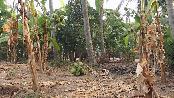 Sekelompok kelapa dibawa turun dengan aman dari pohon palem ke tanah menggunakan tali — Stok Video