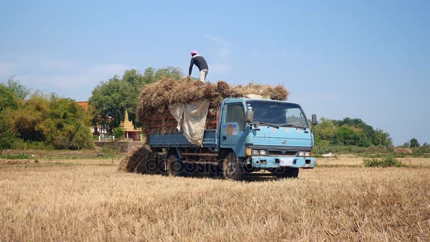 Zemědělci načítání balíky slámy z rýže pole do pick-up — Stock video