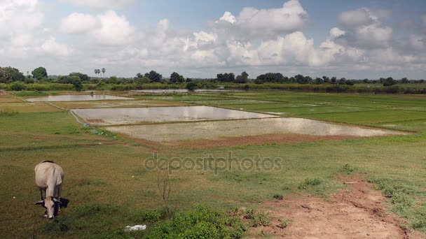 Vaca blanca pastando en un campo en primer plano; Agricultores cultivando arroz en arrozales inundados en segundo plano — Vídeo de stock