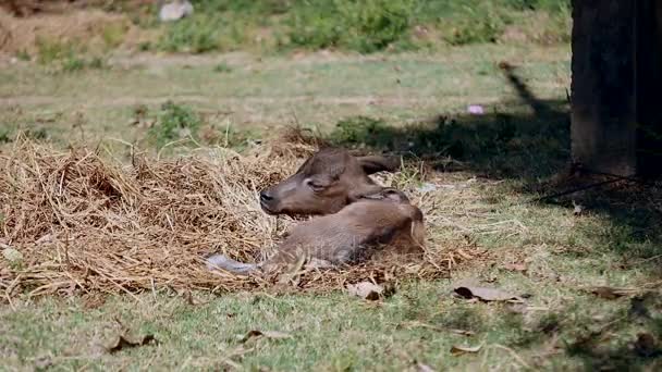 Μωρό buffalo ξαπλωμένος σε σανό, σε ένα πεδίο ως άνεμος φυσά — Αρχείο Βίντεο