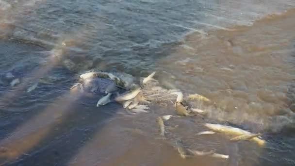 Captura de peces enredada en la red de pesca empapada en el borde del río — Vídeos de Stock