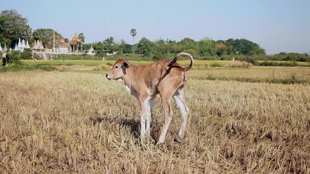 Braunes Kuh-Kalb uriniert auf trockenem Reisfeld — Stockvideo