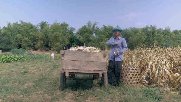 Agricultor acendendo um cigarro ao lado de seu carrinho cheio de culturas de milho e voltando ao campo para a colheita — Vídeo de Stock