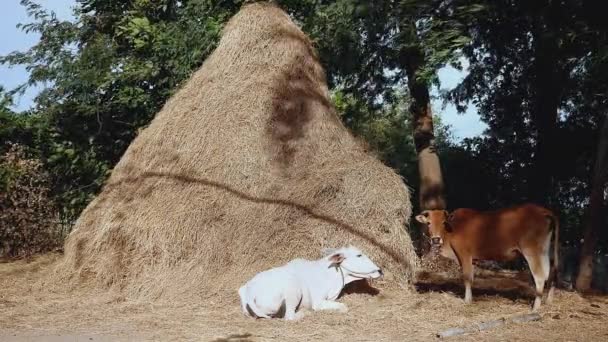 Vache brune mangeant du foin et vache blanche allongée au pied d'une grande meule de foin 