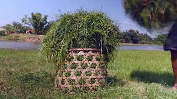 Fazendeiro enchimento cesta de bambu com grama (close-up  ) — Vídeo de Stock