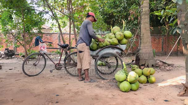 Kokosowy sprzedawca ładowania jego rower treningowy z ciężkich bukiety kokosy na sprzedaż — Wideo stockowe