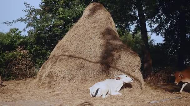 Brown cow eating hay and white cow lying down at the foot of a tall haystack — Stock Video