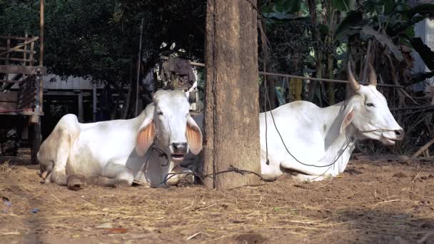 Duas vacas brancas deitadas amarradas com corda e a ruminar num quintal — Vídeo de Stock