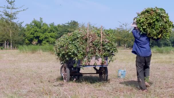 Bonde lastning jordnöt växter in i hans släpvagn av motorcykeln — Stockvideo