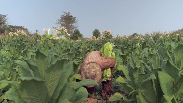 Женщина-фермер собирает листья, начиная со дна табачного растения; сорвал листья, положенные под руку — стоковое видео