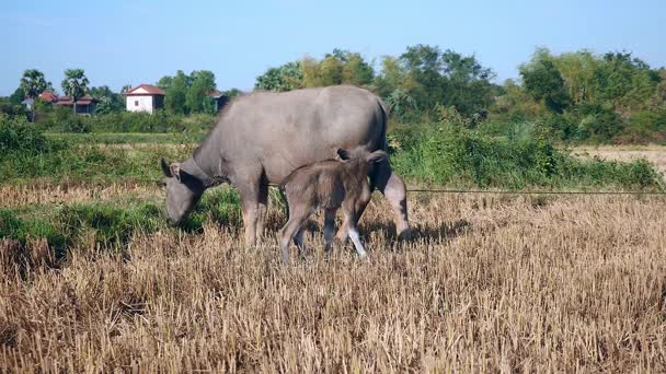 Buffle d'eau attaché avec pâturage mûr dans un champ et veau de buffle debout à côté 