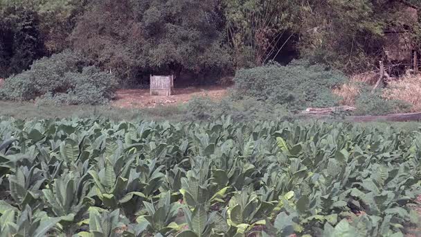 Campo verde de plantas de tabaco — Vídeo de Stock