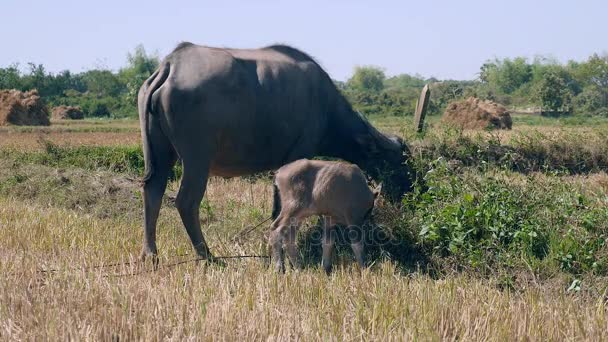Водяной буйвол, связанный веревкой и теленком, пасущимся на поле — стоковое видео