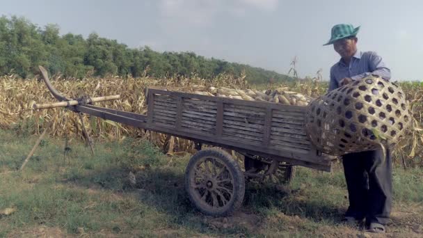 Landwirt befestigt Bambuskorb an Holzkarren mit Maisfrüchten am Feldrand (Nahaufnahme) ) — Stockvideo