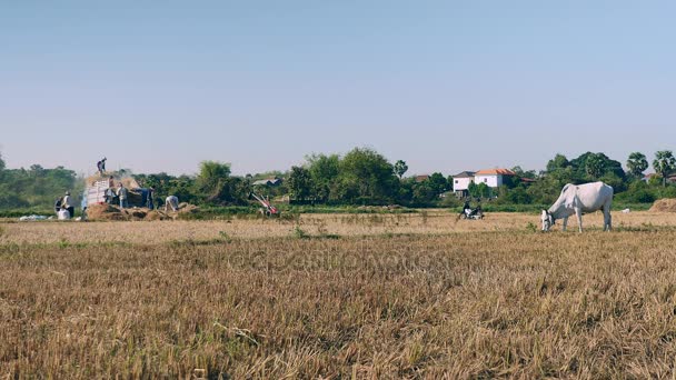 Корова пасущаяся на сухом поле и фермеры молотят рис с помощью машины на заднем плане — стоковое видео