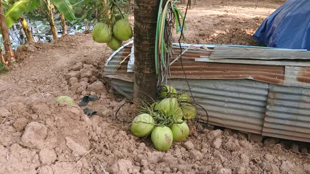 Palmiye ağacından bir ip kullanarak yere güvenli bir şekilde getirdi Hindistan cevizleri — Stok video