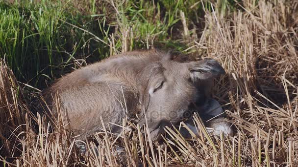 Close up of a buffalo calf sleeping in a hayfield — Stock Video