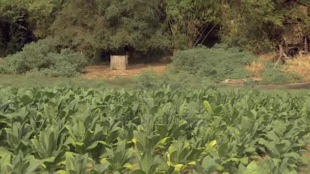 Green field of tobacco plants — Stock Video