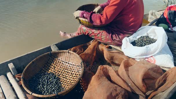 Bambu sepetinde tutulan istiridyeleri ayıklayan bir kadının arka görünümü — Stok video