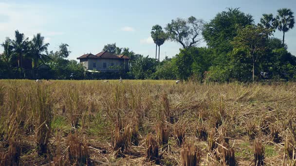 Afstandsweergave voor boeren die rijst gewassen oogsten met een sikkel — Stockvideo
