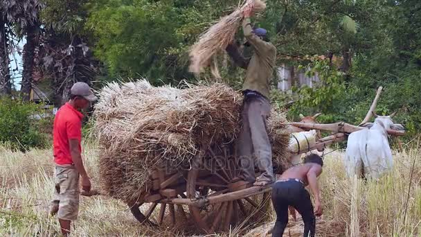 Фермери завантажують рисову соломинку на візок вола на сіновому полі — стокове відео